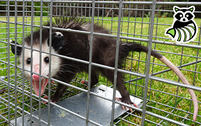 St Lawrence County trapping