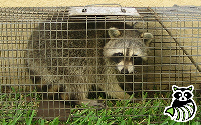 St Lawrence County trapping